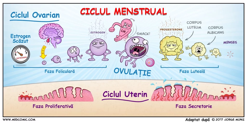 Care sunt fazele ciclului menstrual?
