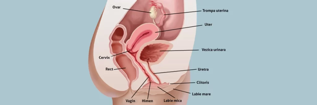 Sistemul reproducator feminin - informatii pe care orice femeie trebuie sa le cunoasca!